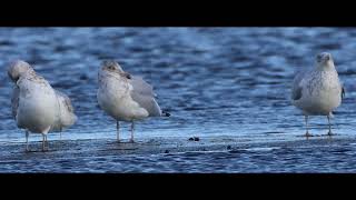 HERRING amp RING BILLED GULLS song [upl. by Seabrooke]