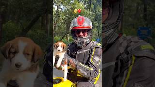 😍Found A Cute Little Puppy on Road  Dog Attack Caught on Camera cute dog z900 attack [upl. by Cowen265]