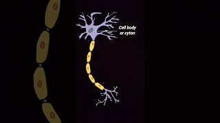 Structure of neurones  nervous system control and coordination shorrs youtube biology [upl. by Jeffery]