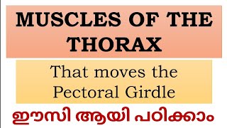 Muscles of the Thorax that moves the Pectoral Girdle explained in Malayalam NursesMotive [upl. by Kerat]