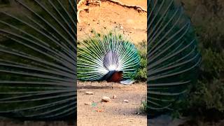 मोर डांस peacock dance [upl. by Onitsirc]