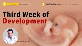 Third week of Development  Embryology Anatomy Lecture of Medical Student Education [upl. by Mcconaghy]