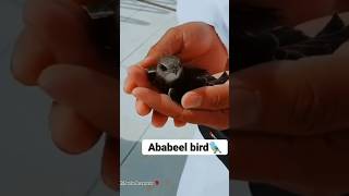 Ababeel bird 🐦quran viralvideo reels islamicstatus youtubeshorts trending shorts [upl. by Illene154]