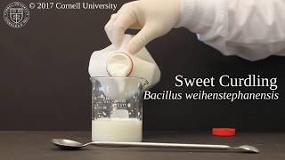 Sweet curdling of milk caused by Bacillus weihenstephanensis [upl. by Danielle286]