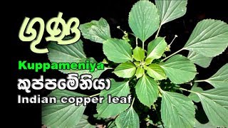 Kuppameniya  කුප්පමේනිය පැළැටිය  Acalypha indica [upl. by Iderf]