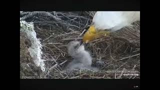 Third Eaglet Hatched at West End Nest Eaglets Get Fed 03122023 [upl. by Sharona]