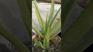 Elovera plant care gardening shorts ytshots [upl. by Barbuto916]