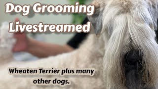 Live Dog Grooming Schnoodle Coton Havanese S C Wheaten Yorkie Schnauzer Schnorkie Cockapoo [upl. by Profant809]