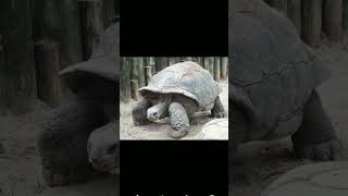 Aldabra Giant Tortoise Aldabrachelys gigantea  Observed in Description [upl. by Nyroc29]