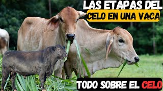 ¿Cuáles son las etapas del celo de una vaca [upl. by Mirielle]