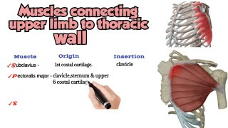 muscles connecting upper limb to thoracic wall [upl. by Elvah449]