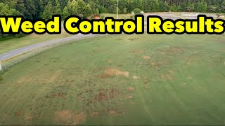 Bermudagrass Weed Control Spray Results FULL SEND Smoke Off [upl. by Bonita]