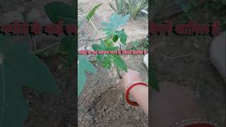 papaya growing at home  papaya benefits shorts ytshort youtubvideo [upl. by Yewed]