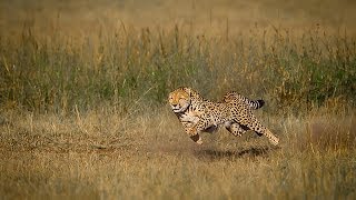 Cheetahs in Hunt  Fastest Land Animal HD [upl. by Atnoed985]