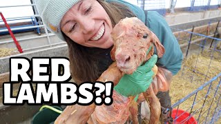 We have RED LAMBS and Im obsessed😍  Vlog 683 [upl. by Anaes]