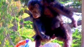 CHIMP GOES CRAZY  iJustine [upl. by Ahsinom189]