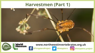 UK Harvestmen Part 1 [upl. by Sianna]