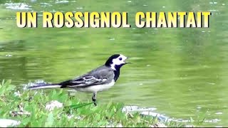 ROSSIGNOL qui chante près de la Bergeronnette grise [upl. by Mailand]