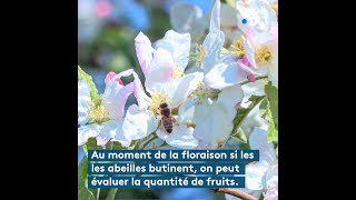 floraison et pollinisation expliquée par Frank Christnacher [upl. by Ekard284]