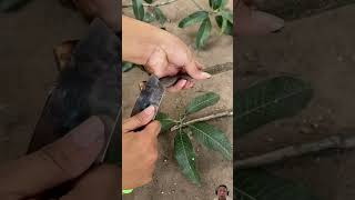 New mango tree planting Methods to Harvesting more mangoes garden satisfying shorts [upl. by Anett459]