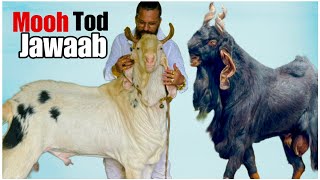 Part 2 MD Goat Farm Tour  Haters Ko Mooh Tod Jawaab [upl. by Ahsitahs]