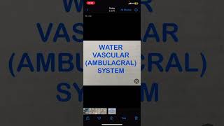 Water Vascular AmbulacralSystem [upl. by Humpage]