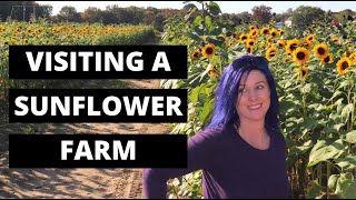 Visiting a SUNFLOWER FARM  Dalton Farms NJ [upl. by Apollus]