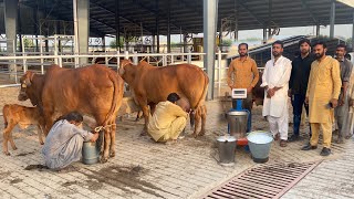 Full Milking of Super Sahiwal Cows at Sheikh Ismail Dairy Farm [upl. by Sinnoda62]