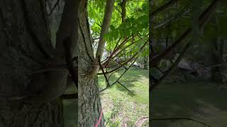 Gleditsia triacanthos Honey Locust with its natural thorns [upl. by Yentterb]