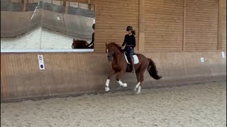 4jähriger Trakehner v Imperio [upl. by Vicky]