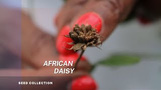 African daisy  Osteospermum  How to collect your seeds and grow your African daisies [upl. by Orteip]