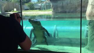 American Crocodile at Miami Metro Zoo Mission Everglades [upl. by Jarlath]