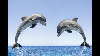 Dolphin Sounds Effects  Sounds of Dolphins [upl. by Ahtiuqal]