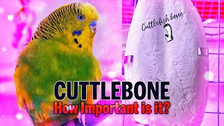 Cuttlebone for Birds Why Does My Budgie Use a Cuttlebone [upl. by Tirma]