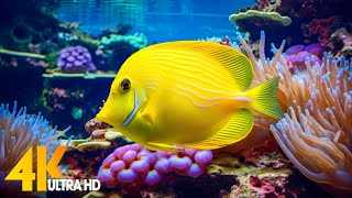 Aquarium 4K VIDEO ULTRA HD 🐠 Beautiful Coral Reef Fish  Relaxing Sleep Meditation Music 77 [upl. by Araiek444]