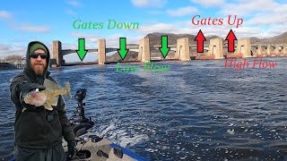 CATCH MORE Walleye Below Mississippi River Dams [upl. by Hannover732]