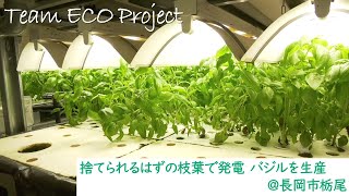 捨てられるはずの枝葉で発電 バジルを生産＠長岡市栃尾【Team ECO Project2024🌱】 [upl. by Chapa]