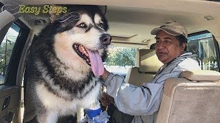 Sheru Recovery Time  Day 21  Alaskan Malamute  Car Accident  Dog recovery [upl. by Rae]