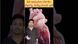 how much strong of heart pumping medfacts healthtipstelugufacts trendingshorts shorts telugu [upl. by Ellecrag]