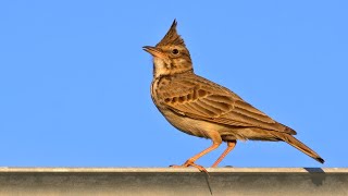 Nesting birds – Crested lark Galerida cristata [upl. by Neelloc]