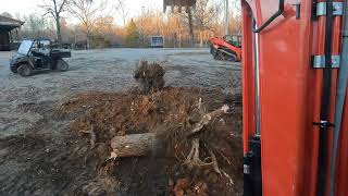 Removing a Big Three Headed Stump at the Sawmill [upl. by Plossl178]