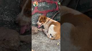 Rescue the poor dog that has been starving pets rescuedog doglover [upl. by Selin]