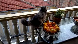 Romeo the Nebelung cat [upl. by Ahsenal]