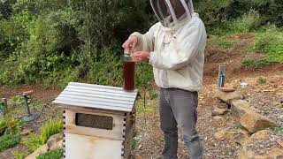 Beginner Beekeeping QampA �� [upl. by Maida]