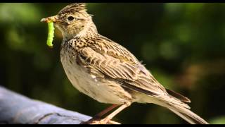 Skylark Bird Call Bird Song [upl. by Alderman449]