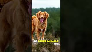 Special Hunting Technique of the Nova Scotia Duck Tolling Retriever [upl. by Notsreik583]