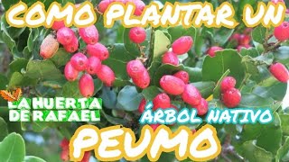 Cómo plantar un peumo nativo de Chile • Cryptocarya alba • El cultivo del Peumo • 10MaTemporada [upl. by Isbella579]