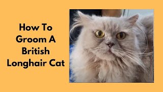 How To Groom A British Longhair Cat [upl. by Nara323]