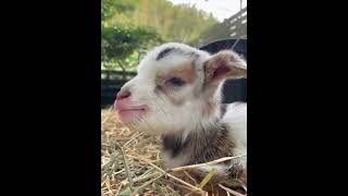 Little lamb bleating goat goatsfaming cuteanimal babygoatlove cute cutefarmanimal cutegoat [upl. by Boff621]