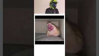 How Animals Yawn 🥱🥱shortsfeed shorts animals trending [upl. by Willock]